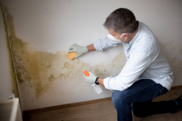 Best Air Quality Testing for Mold Spores  in Fairland, MD